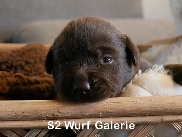 S2 Wurf Galerie