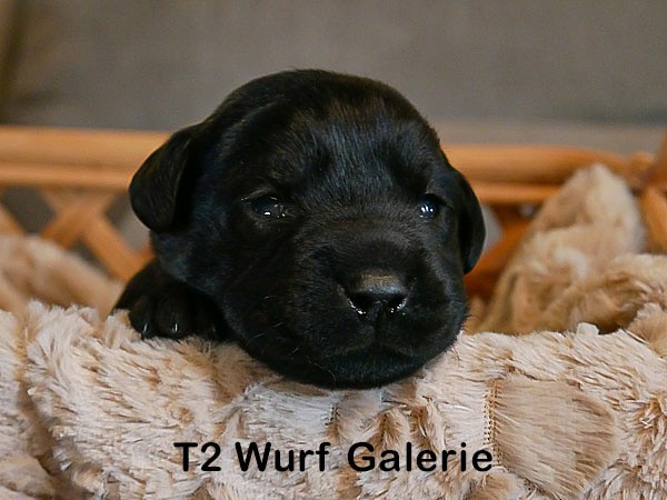 T2 Wurf Galerie