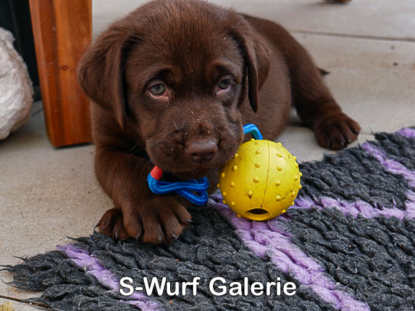 S2 Wurf Galerie