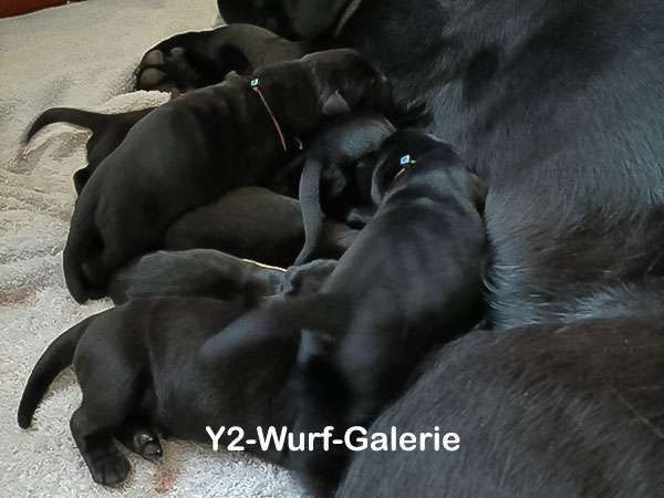 Y2 Wurf Galerie